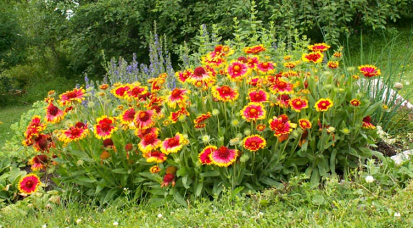 Высокие садовые цветы: разновидности и описание