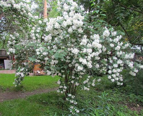 Цветок чубушник (жасмин садовый): фото, описание сортов, посадка и уход, чубушник в ландшафтном дизайне