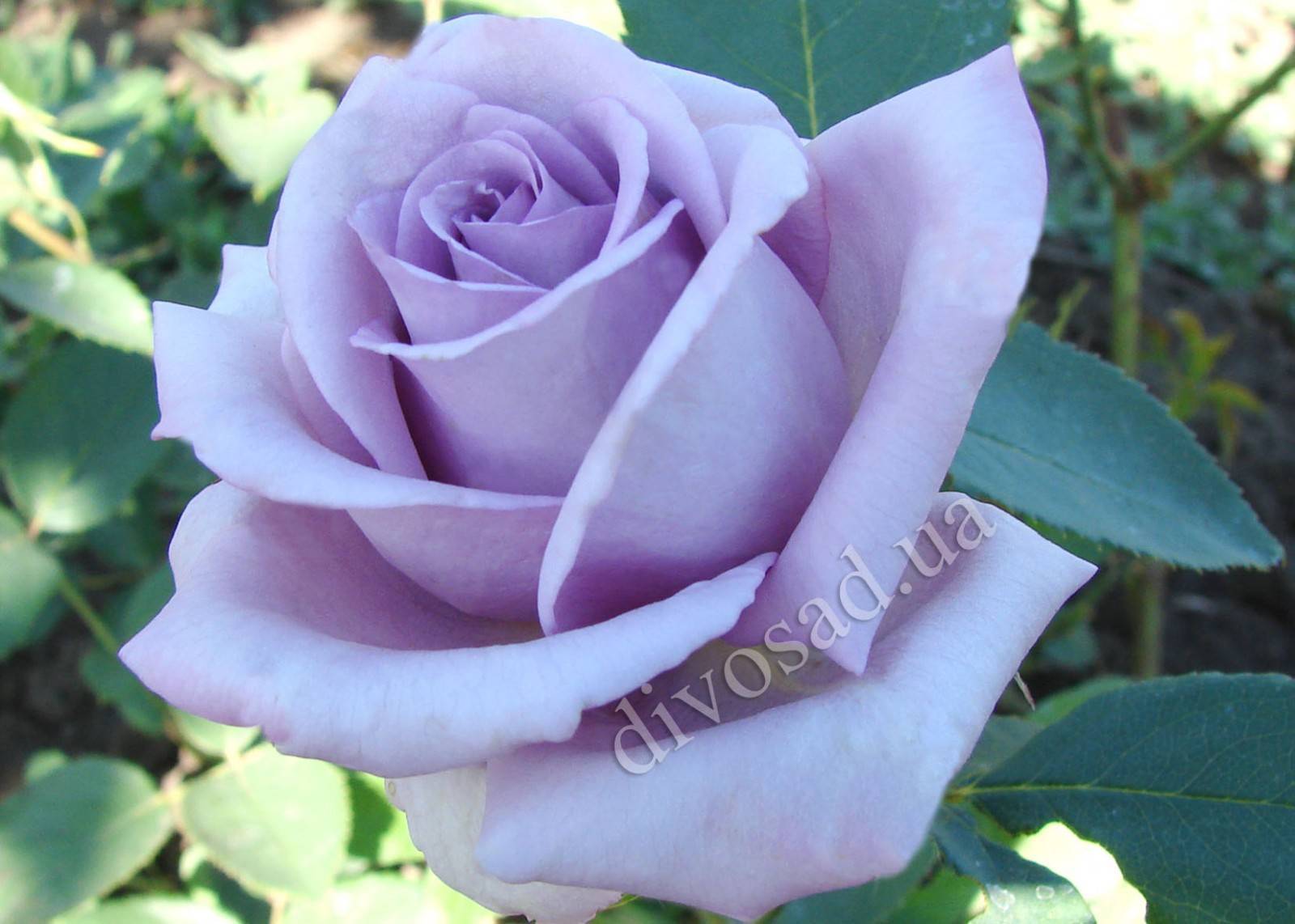 Сорта плетистих роз: фото и названия