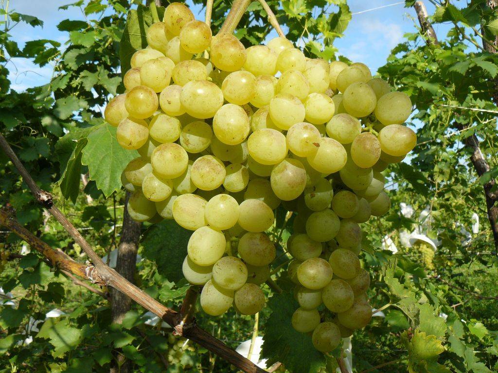 Распространенный гибрид с высоким качествами — виноград фуршетный