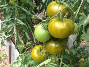 Специфика выращивания и характеристика томата малахитовая шкатулка