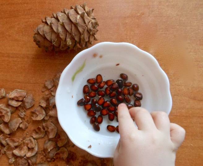 Как чистить кедровые орехи в домашних условиях: 10 простых способов