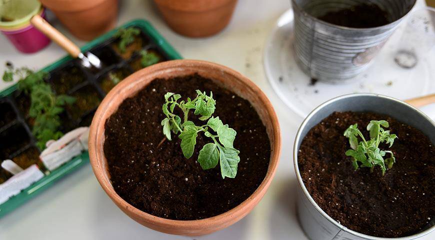 Чем подкормить рассаду помидоров и перцев: народные средства и удобрения