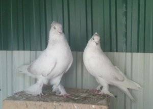 Андижанские бойные голуби