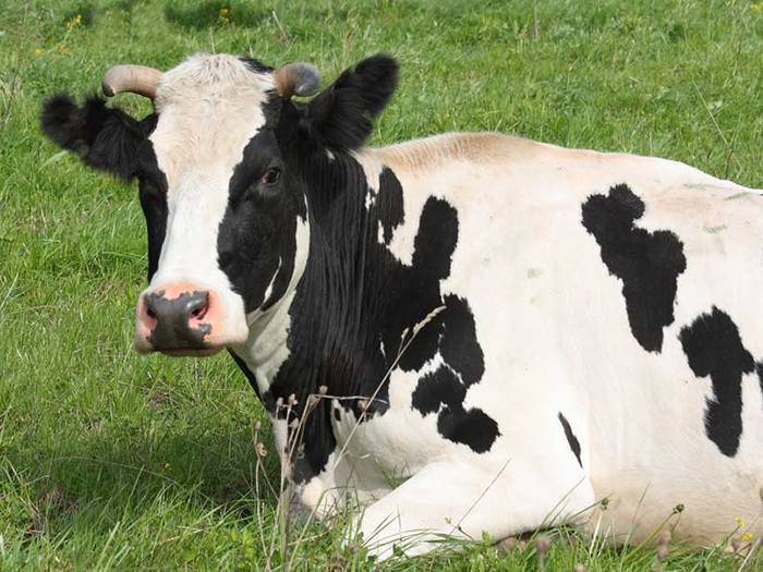 Лечение гипофункции яичников коров. функциональные расстройства яичников у коров