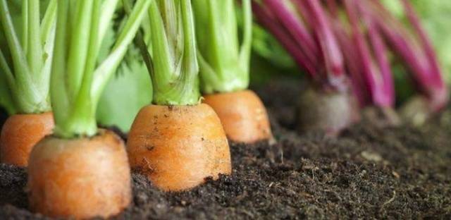 Морковь нантская 4: описание сорта, фото, характеристика