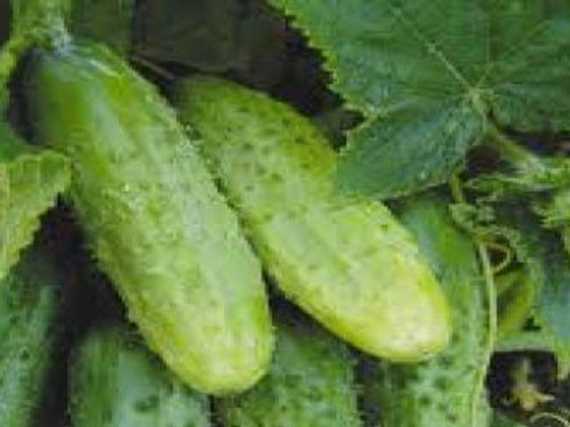 Огурцы зозуля: описание и характеристика сорта, выращивание в теплице и открытом грунте