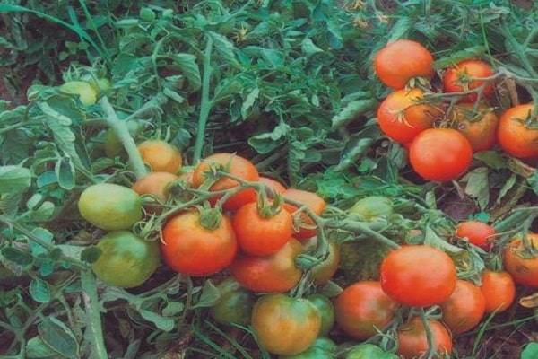 Характеристика и описание сорта томата аурия (мужское достоинство), его урожайность