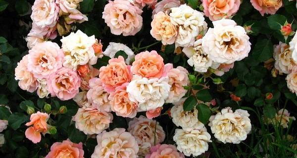 Почвопокровные розы: сорта, фото, цены, уход