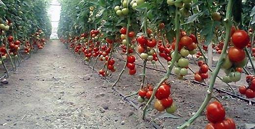 Что такое индетерминантные сорта томатов