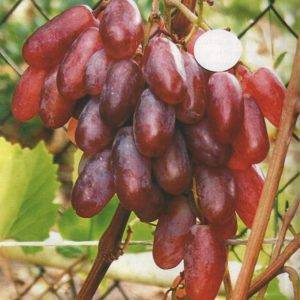 Виноград сенсация: описание сорта, выращивание