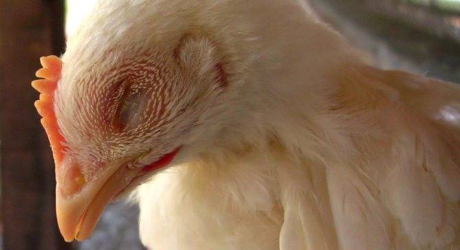 Болезни кур: подробный перечень куриных болезней