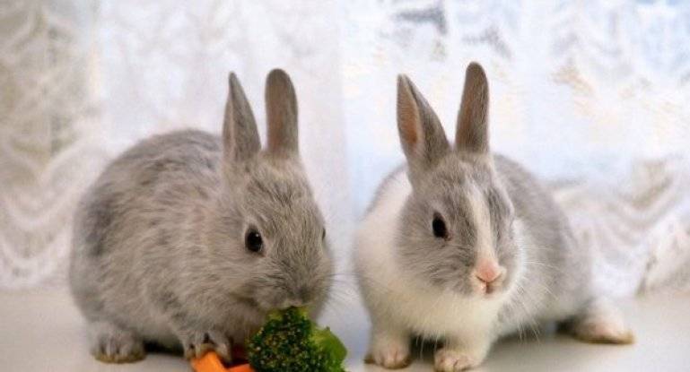 Сколько и чем кормить декоративного кролика — подбираем рацион