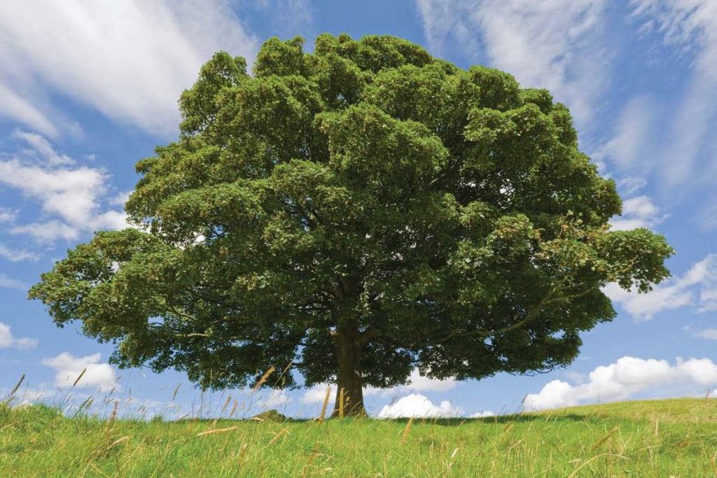 Украшение леса – величественное дерево бук
