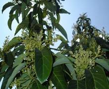 Как растёт дерево авокадо в домашних условиях, принцип роста