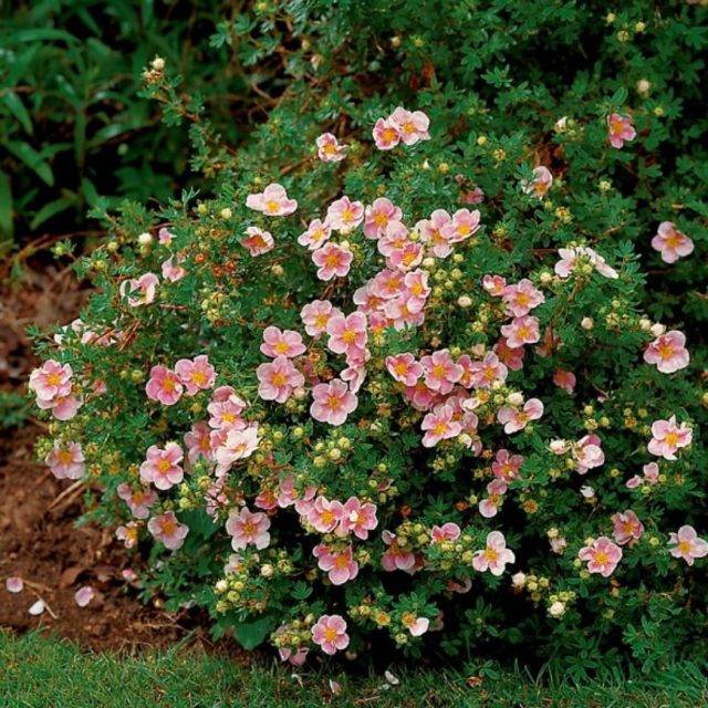 Розовые лилии: описание сортов и советы по их выращиванию
