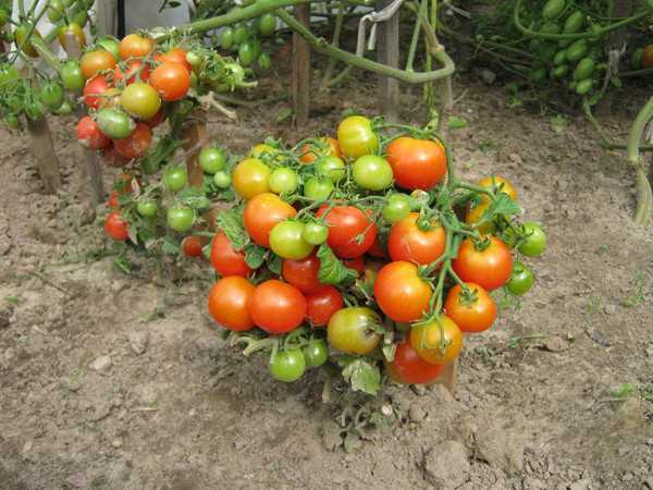 Сорта помидоров для выращивания в открытом грунте