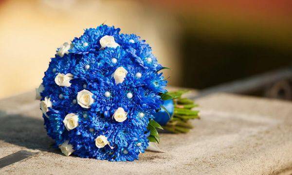 Голубые хризантемы: как покрасить самостоятельно