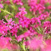 Флокс метельчатый: выбираем сорт и украшаем сад нежным цветком