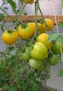 Выращивание томата орлиное сердце
