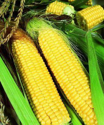 Кукуруза – выращивание и уход