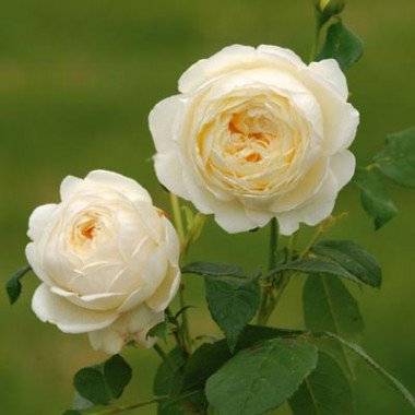 Кустовая пионовидная роза Дэвида Остина Juliet (Джульет)
