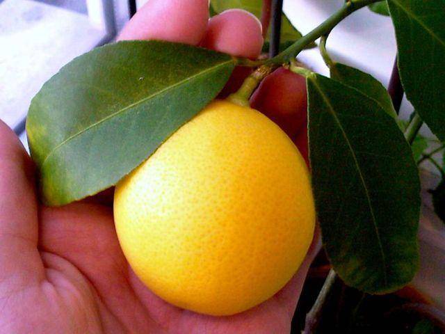 Дерево комнатный лимон: описание плодов, выращивание, уход в домашних условиях, размножение черенками