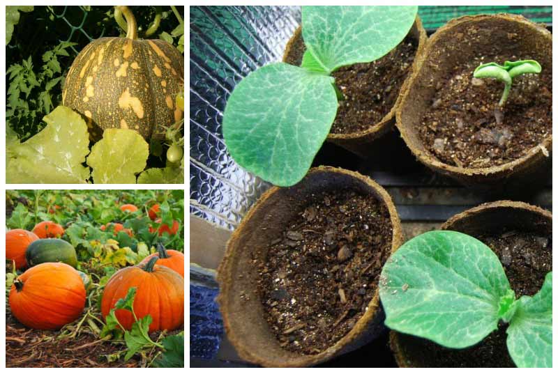 Выращивание тыквы в открытом грунте: правила и советы