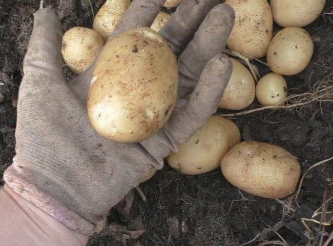 Когда и как копать картофель