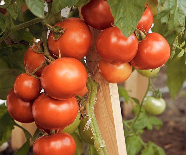 Очень вкусные и урожайные помидоры из кавказа — томат перси f1: полное описание сорта