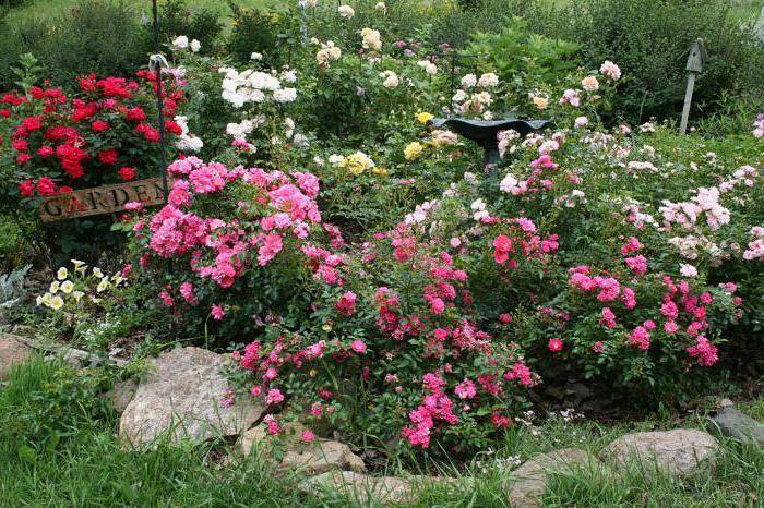 Полная информация о посадке роз осенью в открытый грунт
