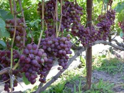 Сорта винограда русский ранний и русский фиолетовый: братья, но не близнецы