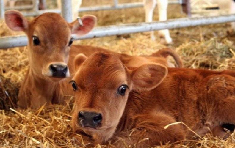 Рацион кормления дойных коров: нормы, полезные советы, разновидности питания