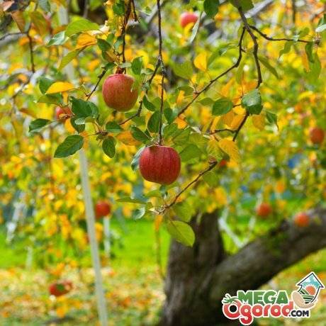 Как правильно обрезать плодовые деревья осенью