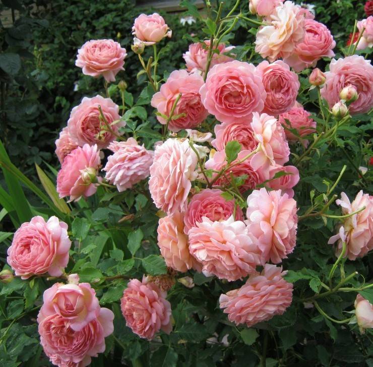 О пионовидных розах: описание сортов, посадка, размножение и уход