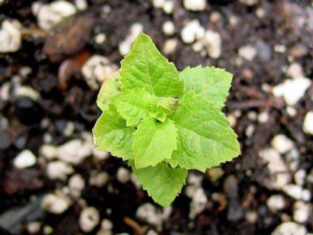 Цветок платикодон: посадка и уход в открытом грунте, фото, выращивание из семян
