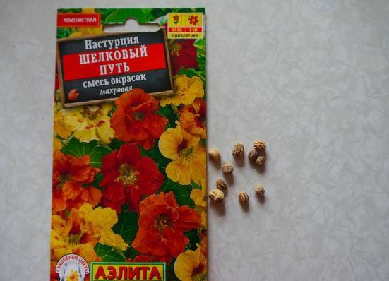 Капуцин или настурция: выращивание из семян, когда сажать декоративное растение и как за ним ухаживать