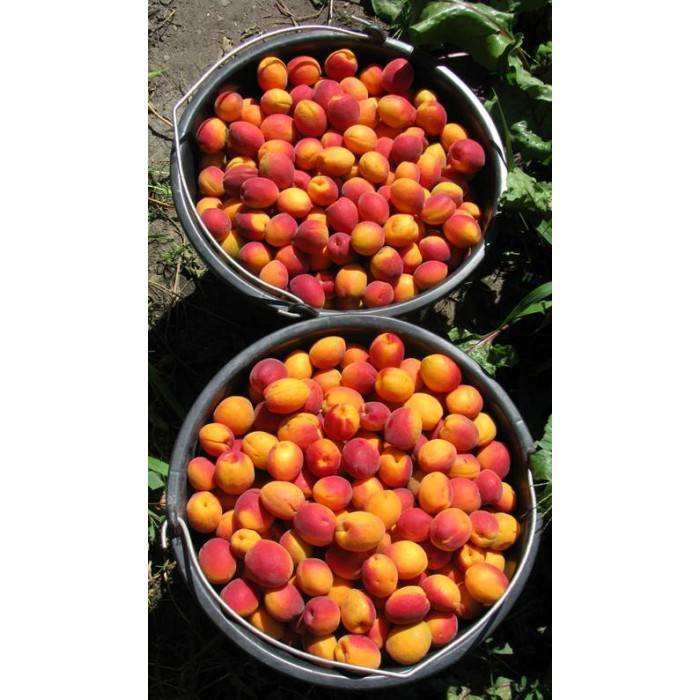 Абрикос саратовский рубин: ценные советы по выращиванию сорта