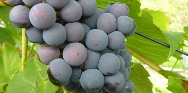 Виноград шарова