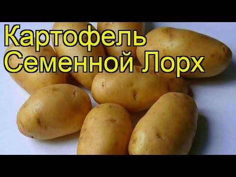 Старейший отечественный сорт картофеля «лорх» фото и характеристики