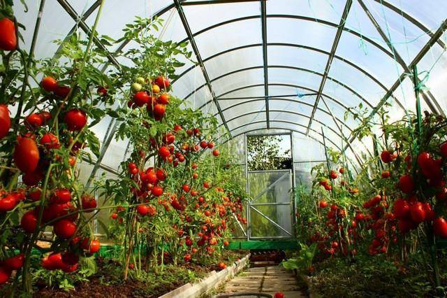 Выращивание помидоров в теплице из поликарбоната: посадка и уход