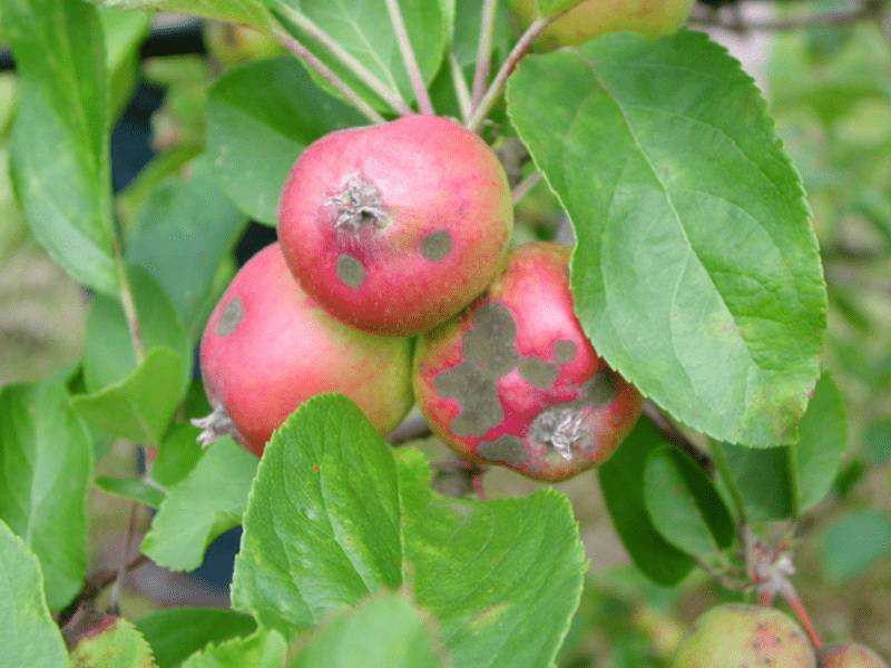 Парша яблони - причины заражения, симптомы и способы лечения 