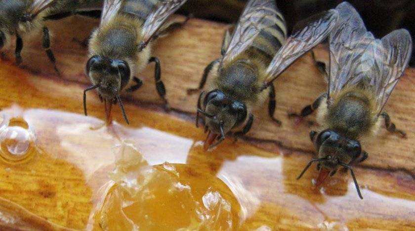 Как подкормить пчел осенью ' пчелы '