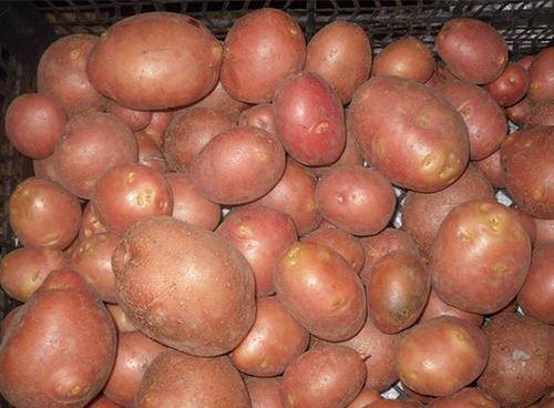 Картофель сорта беллароза: описание, фото, достоинства и недостатки, выращивание