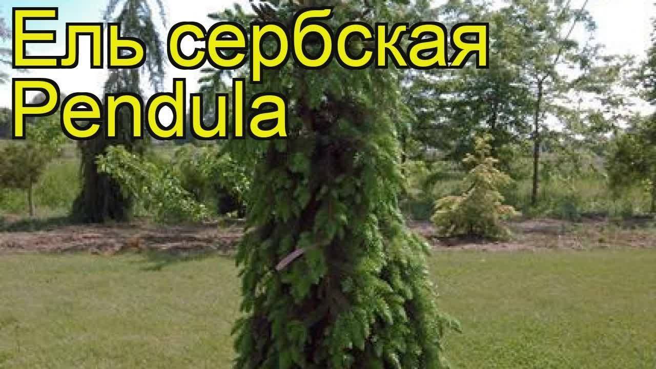 Ель сербская: фото и описание