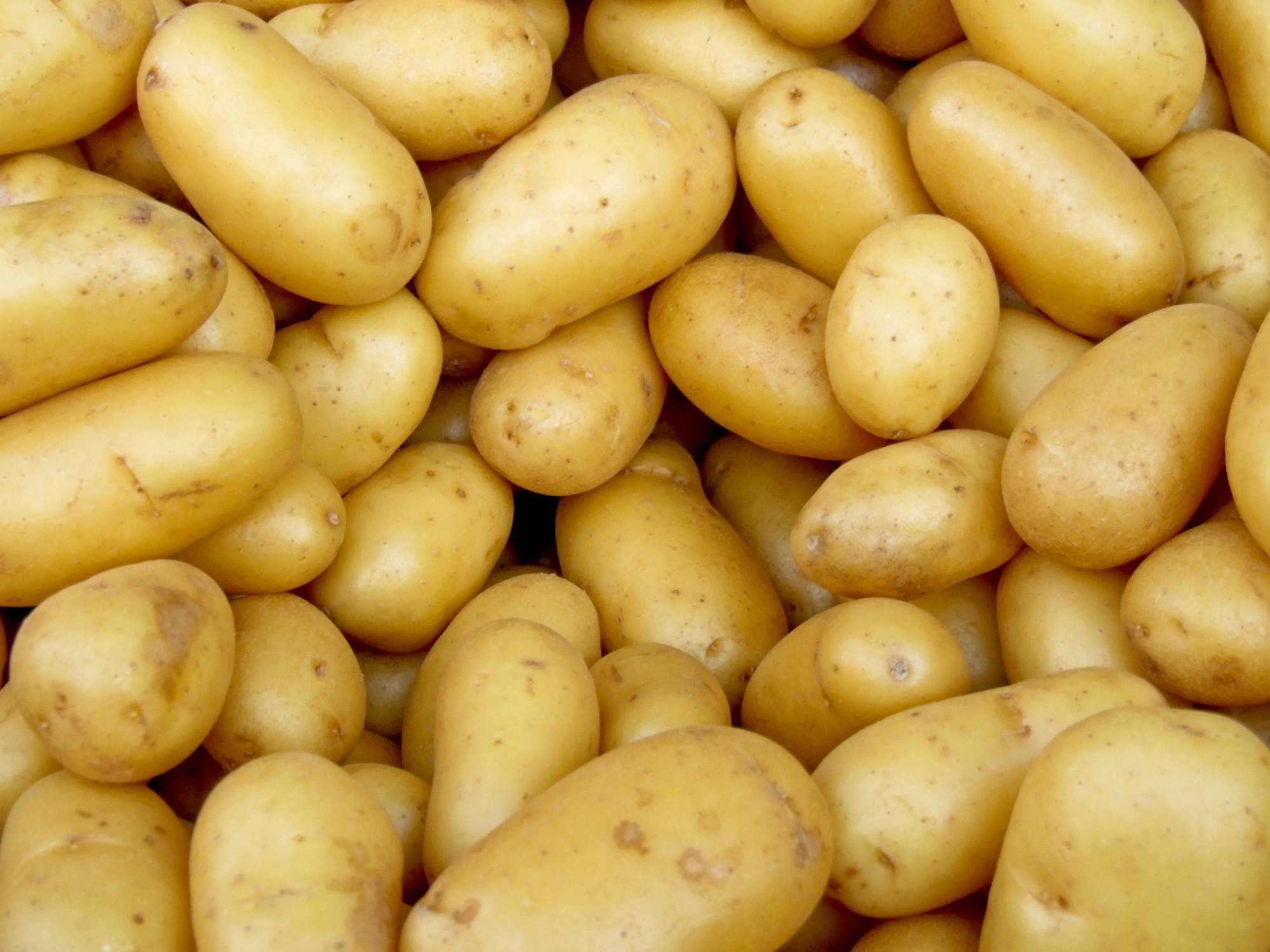 Что такое ризоктониоз (черная парша) картофеля и меры борьбы с ним