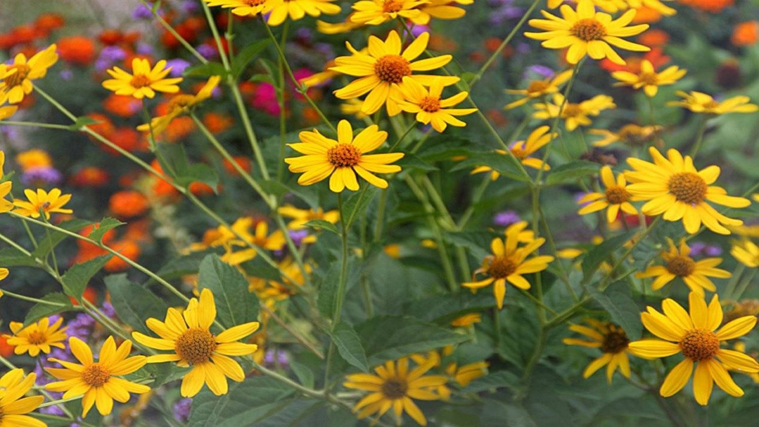 Солнечный цветок гелиопсис многолетний: посадка и уход, фото, полив и обрезка куста, способы размножения и другие нюансы выращивания растения