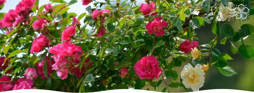 Обрезка роз осенью после цветения – полезные советы и подробная инструкция для начинающих