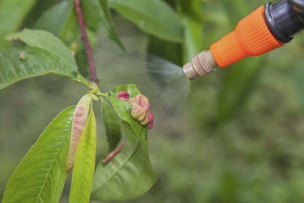 Болезни, вредители персиковых деревьев и их лечение