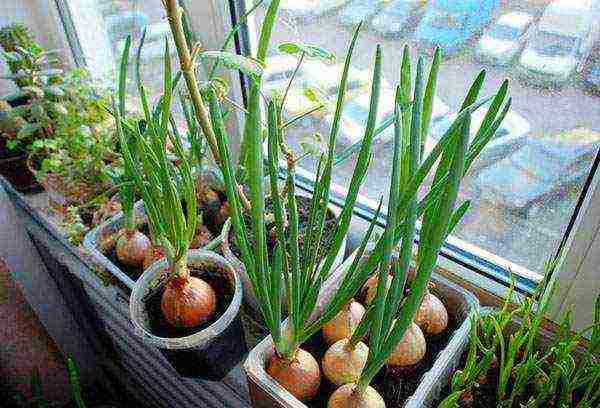 Как выращивать лук в на зелень теплице зимой